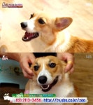 TV 동물농장 위기의 웰시코기 가족, 락꾸와 바람이의 갈등 
