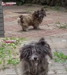 TV 동물농장 누더기견 얼룩이의 속사정, 3년간 떠돌이 생활 구조 