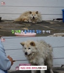 ‘동물농장’ 다롱이, 4년째 주인 손길 거부·이상 행동 보인 이유는