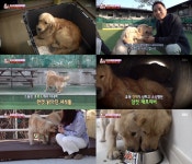 동물농장 수로 안 레트리버 망고·애플, 새 가족 만난 날 [종합]