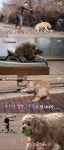 TV동물농장 반려견 쫑이, 왜 돌에만 집착할까