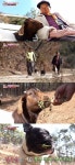 동물농장 할머니 졸졸 따르는 염소 가브리엘 사고뭉치 면모 톡톡