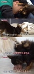 동물농장 핥기중독 강아지 존박이, 24시간 침 마를일 없는 일상 왜?