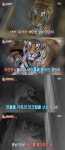 TV 동물농장 멸종위기 1급 한국호랑이 출산 모습 공개