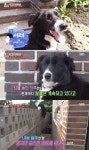 TV 동물농장 담벼락 넘는 강아지 서리, 180cm 이상의 놀라운 점프력