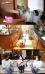 TV 동물농장 강아지 마리의 과도한 짖음, 원인은 경계·방어적 요인