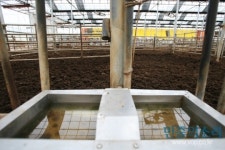 [포토뉴스]구제역으로 자식같은 소들이 떠난 텅빈 축사 바라보며