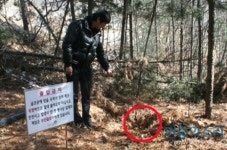 “포천힐스, 산림에서 수십 그루 무단으로 파내 골프장에 옮겨 심어”