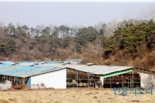 경북 영천 구제역 확진... 한달만에 추가 발병