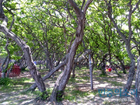 영흥도 십리포해수욕장의 명물, 소사나무 숲