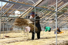 K-sure, 자매결연 마을서 인삼파종 도와