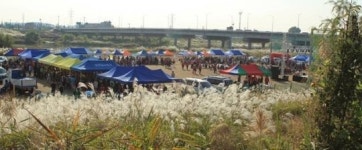 평택 ‘원평나루 갈대 억새 축제’ 성료
