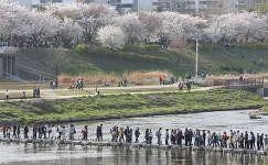 [에너지경제 포토] 벚꽃축제,안양천이 진리!