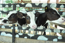 여름방학 마무리는 파주치즈스쿨에서