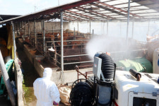 구제역 11개월만에…닭 오리 이어 소 돼지도 ‘빨간불’