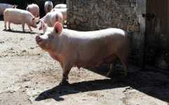 북한산 웅담, 해독에 좋다? 알고 보니 돼지 쓸개