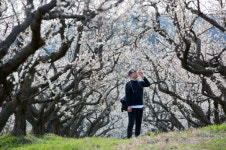 보해양조 보해매실농원, 3월 무료 개방