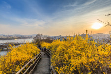 서울시, 북서울꿈의숲 등 서울 아름다운 봄 꽃길 170선 소개