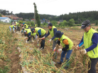 김용환 농협금융 회장, 가뭄피해 농가 일손돕기 실시