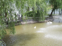 [해외 기획취재] 충밍의 허파 ‘동탄’, 황무지에서 친환경습지로 환골탈태