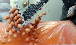 부적합 판정 농가 32곳…계란 유통량 86% 회복