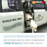 [카드뉴스] 반려동물을 부탁해!...반려동물 태워주는 펫택시, 불법 논란 시끌