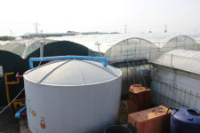 ‘미활용 온배수’ 활용 연봉1억 실현 제주 농장을 가다