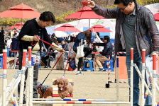용인시, 옛 경찰대서 신나는 반려동물 축제 열려