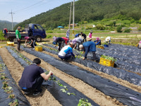 바쁜 농사철 일손 부족한 영세농 돕는 화순군