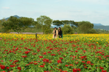 개막 3일째, ‘장성 황룡강 노란꽃잔치’ 대박 조짐