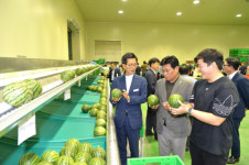 고창군, 1인 가구 맞춤형 ‘애플수박’ 출하