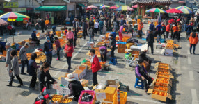 ‘구례 감’ 직거래 장터 운영·· 큰 일교차로 뛰어난 품질 인정