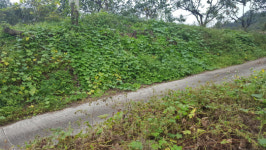 김천시, 봄철 생태계 교란식물 가시박 제거에 총력