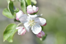 <포토뉴스>  사과 꽃이 만발한 ‘산소카페 청송군’