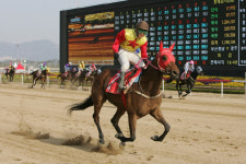 한국마사회 부산경남경마공원 ‘탑골 스타馬’는 누구?
