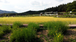계상 고택 앞, 청량감 가득한 청보리밭