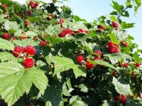 경상북도농업기술원, 자체 개발한 4개 품종 우량묘 4500주... 포항, 김해 등 주산단지에 보급