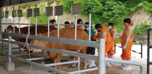 울진녹색농업대학, 한우반 인공수정 실습교육 실시