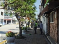 장수군, 가로수 정비 사업 안전 불감증 ‘도마 위’
