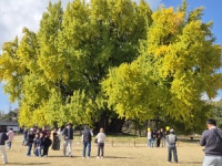 1318년을 품은 황금빛 가을… 원주 반계리 은행나무 축제 성료