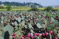 [토종의 발견] 남해 자생 백년초