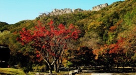 고운 단풍 옷 입은 내장산으로 떠나볼까
