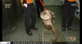 대구 지하철 역 수달 출현…어쩌다 지하철 역까지…
