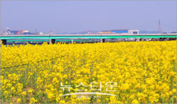 포항, 형산강변에 유채꽃이 활짝 피었다