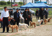 제4회 (사)아산건(建)진도견협회 전람회