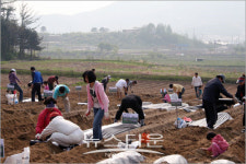 아산시농업기술센터 2010 주말농장 분양 완료