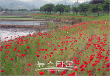 홍성군 명품 꽃길 조성 장관연출