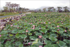 아산 신정호로 연꽃 보러오세요