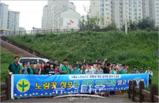 양근천변에 노란꽃 창포 심기
