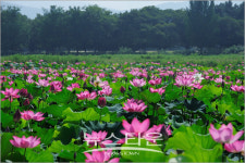 경주 황금물결 출렁이는 황화 코스모스 와 연꽃